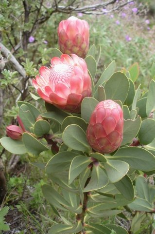 Protea dracomontana leaves